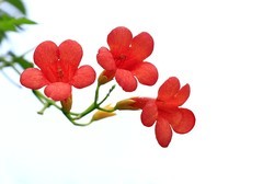凌霄花