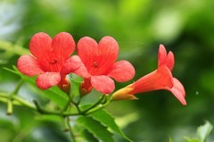 凌霄花