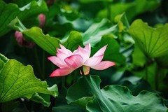 2026年荷花（八）