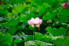 2026年荷花（八）