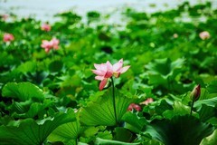 2026年荷花（八）