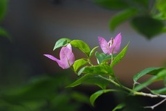 自己种的三角梅