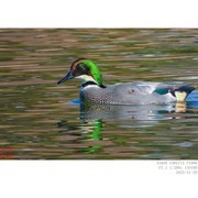 成年的雄罗纹鸭发色随光而变 （2）