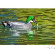 成年的雄罗纹鸭发色随光而变 （2）