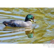 成年的雄罗纹鸭发色随光而变 （2）