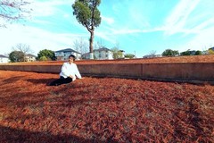 杭州富春江，支江北公l园游随拍