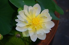 一组重瓣荷花拍摄