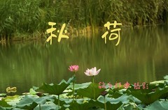 秋荷（7）