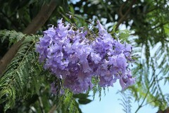 拍摄花卉一（1214）
