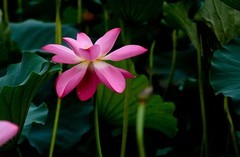 随拍——明湖秋荷 （二）