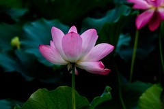 随拍——明湖秋荷 （二）