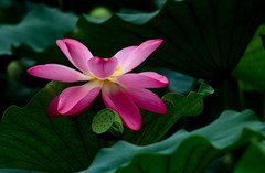 随拍——明湖秋荷 （二）