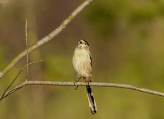 银喉长尾山雀（1）