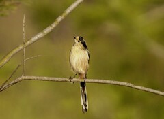 银喉长尾山雀（1）