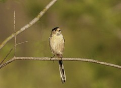 银喉长尾山雀（1）