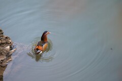 冬天又见鸳鸯鸟