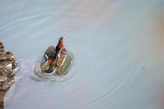 冬天又见鸳鸯鸟