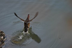 冬天又见鸳鸯鸟