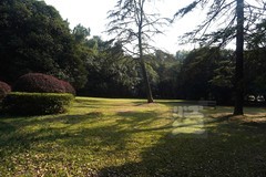 磨山友谊林3——武汉随笔