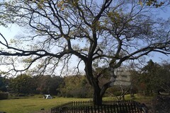 磨山友谊林1——武汉随笔