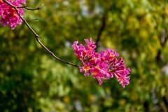 生物岛紫风铃花