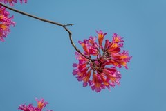 生物岛紫风铃花