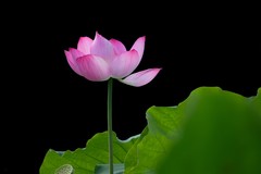 《wjw荷花》02