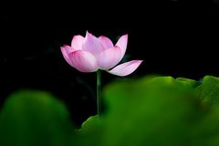 《wjw荷花》02