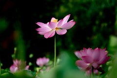 《wjw荷花》02