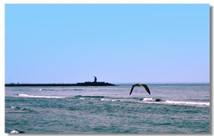 在海边（七）