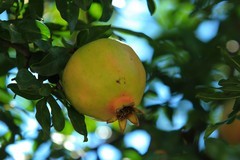 拍摄石榴 一（2）