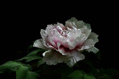 武汉植物园牡丹