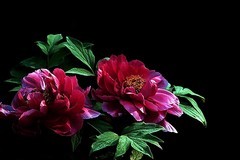 武汉植物园牡丹