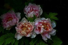 武汉植物园牡丹