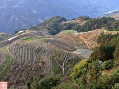 2025.3.19桂林龙脊平安梯田（10）