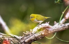 小绣眼（四十八）