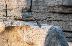 小翠鸟（二十四）