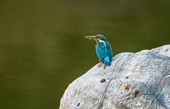 小翠鸟（二十四）