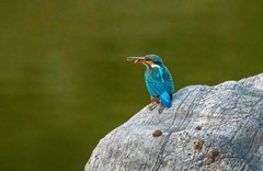 小翠鸟（二十四）