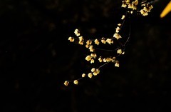 2026花卉植物赏析——梅花【4】