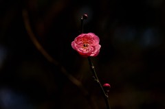 2026花卉植物赏析——梅花【4】