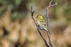 小黄雀（九十一）