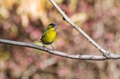 小黄雀（九十一）