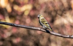 小黄雀（九十一）