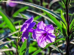 蓝花草