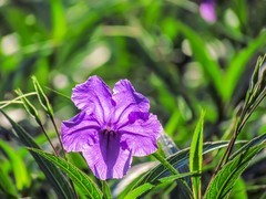 蓝花草