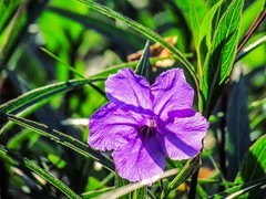 蓝花草