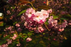春日·东环公园