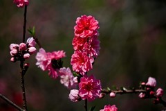 春天——盛开的桃花