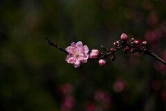 春天——盛开的桃花